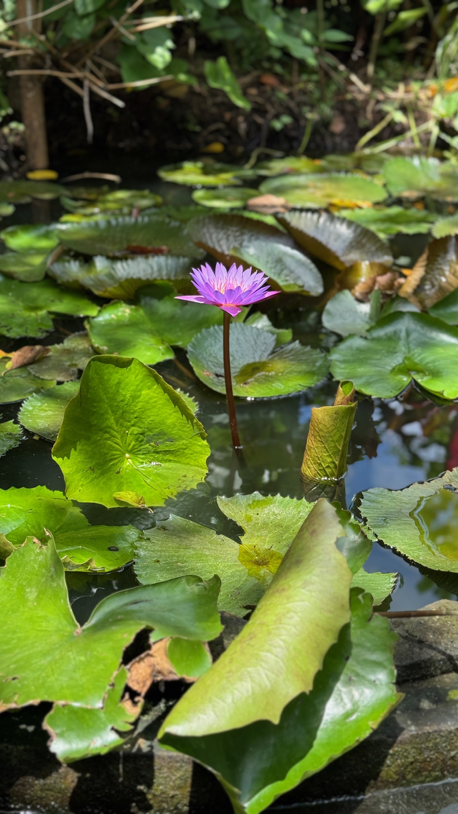 Naturaleza